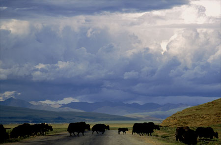 Yak - Soul of Tibetan Plateau