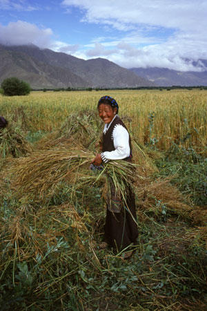 season of harvest