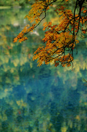 Gold Leaves JiuZhai Valley