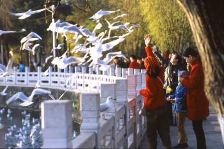 Seagull feeding