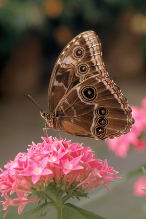 Blue Morpher Butterfly