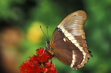 Brown Bamboo Page butterfly