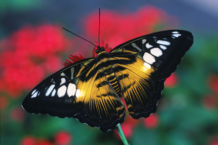 Brown Clipper butterfly