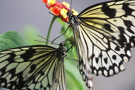 Double Tree Nymph butterfly