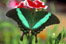 Emerald Swallowtail Butterfly