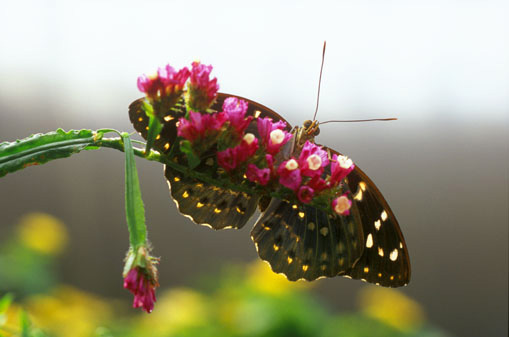 Archduke Butterfly