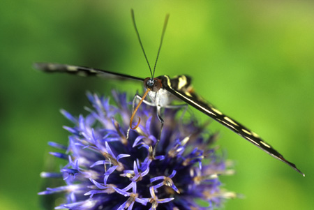 Grecian Shoemaker butterfly