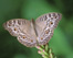 Grey Pansy Butterfly