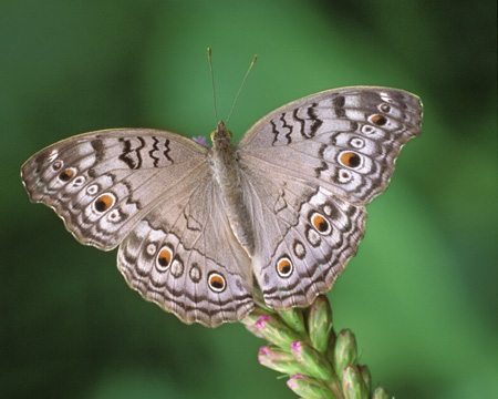 Gray Pansy butterfly