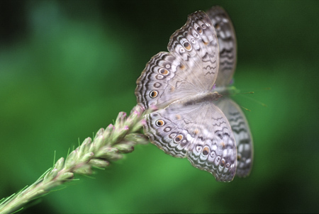 Gray Pansy butterfly