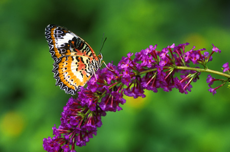 Lacewing Butterfly