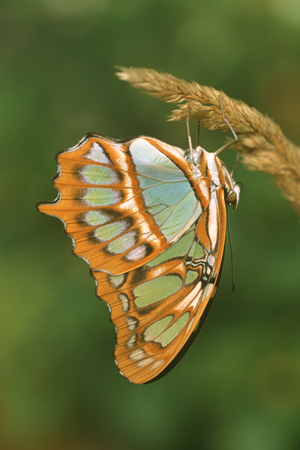 Malachite Butterfly