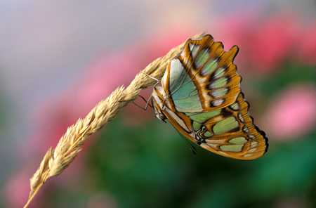 Malachite Butterfly