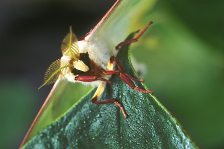 Moon Moth