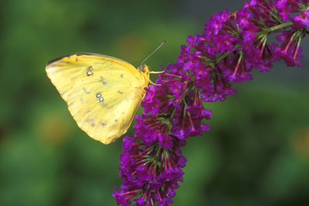 Orange-Barred Sulphur Butterfly