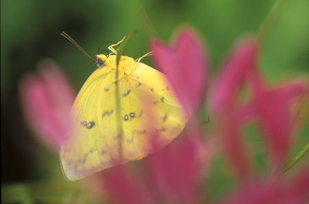 Orange-Barred Sulphur Butterfly