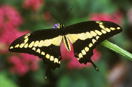 Orange Swallow Tail Butterfly