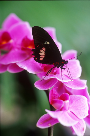 Pink Cattle Heart Butterfly