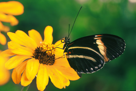 Postman Butterfly