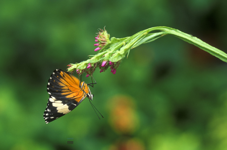 Red Cracker Butterfly