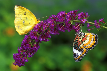 Sulphur and Lacewing Butterflies