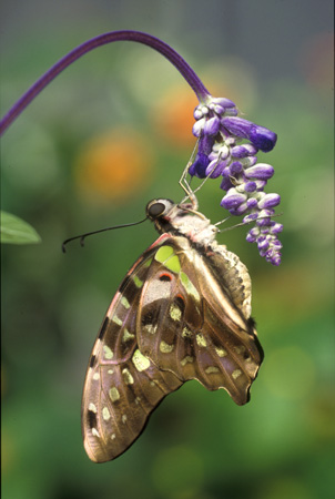 Tailed Jay Butterfly